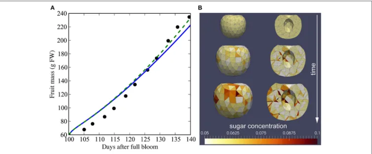 FIGURE 11 | Nectarine growth simulations. (A) Simulated fresh weight of nectarine fruit growth with and without microcracks