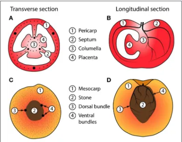 FIGURE 1 | Schematic of idealized fleshy fruits showing various tissues. A transverse section (A) and longitudinal section (B) of a tomato fruit with three carpels, showing the pericarp, columella, placenta, and vascular bundles