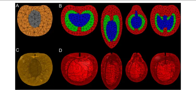 FIGURE 4 | Longitudinal sections through 3D meshes of fruit (A,B) and generated vascular networks (C,D)