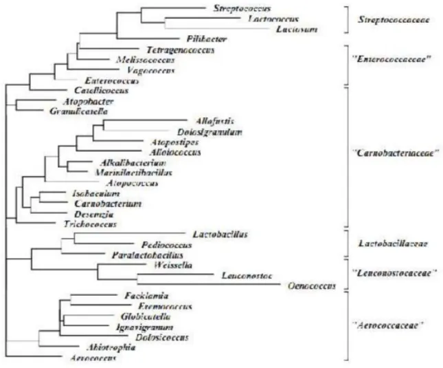 Figure  01:  Arbre  phylogénétique  des  principaux  genres  des  bactéries  lactiques  de  l'ordre  Lactobacilles (De Vos et al, 2009).