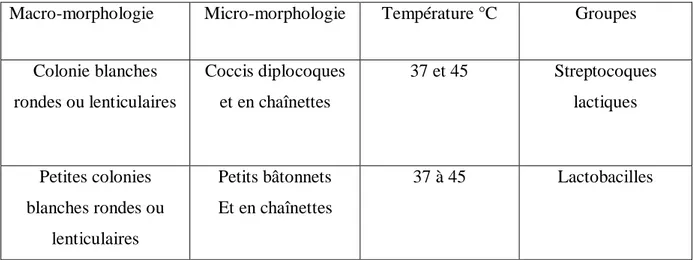Tableau  07 :  Critères    morphologiques  d’identification  des  genres  présumés  des  souches  lactiques