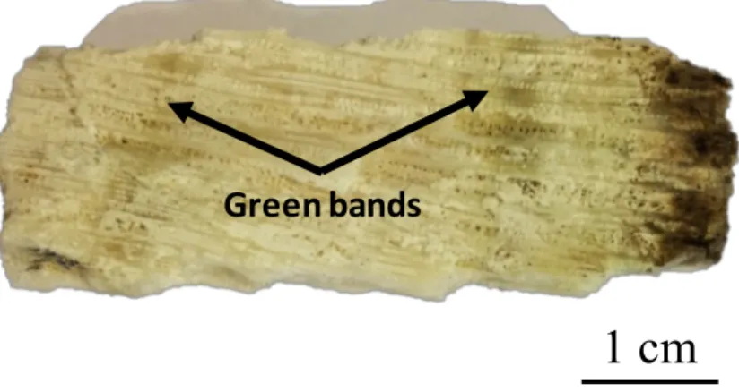 Figure  3.  Picture  of  the  MEX  05  Orbicella  faveolata  sample  with  well-evident  greenish  bands  on  the  skeleton  surface,  associated with organic matter incorporation