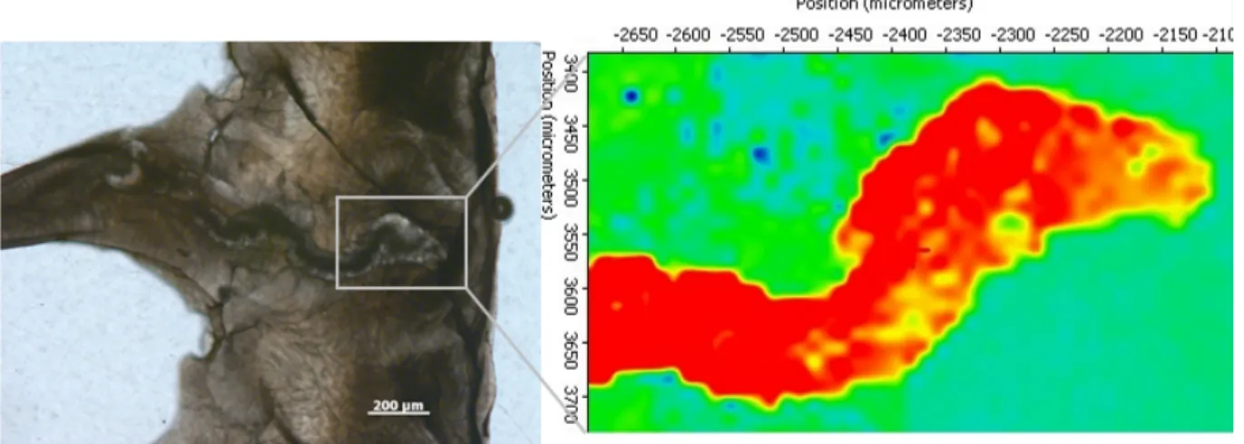 Figure 6. (left) Cross-section of the thecal wall of the sample GRC-02-014 (P. antarcticus), seen under the plane-polarized  light