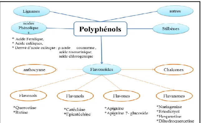 Figure 05 :Classification des polyphénols (de la Rosa et al., 2019) 