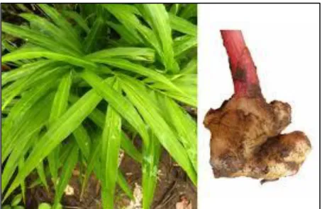 Figure 07 :.Zingiber officinale Roscoe (Gingon, 2012). 