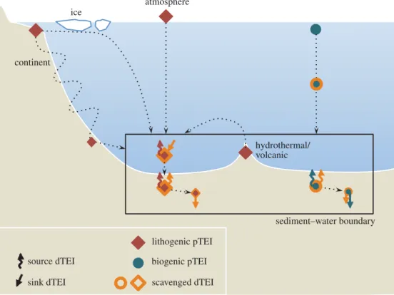 Figure 1. Source and sink pathways of dissolved trace elements and isotopes (dTEI) at the ocean’s sediment–water boundary.