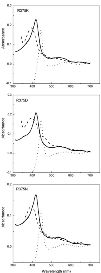 Fig. 3. Spectral properties of the R375 mutants. The spectra of proteins which were pu- pu-riﬁed in the presence of 0.5 mM Arg and 3 μM H 4 B are shown in solid lines
