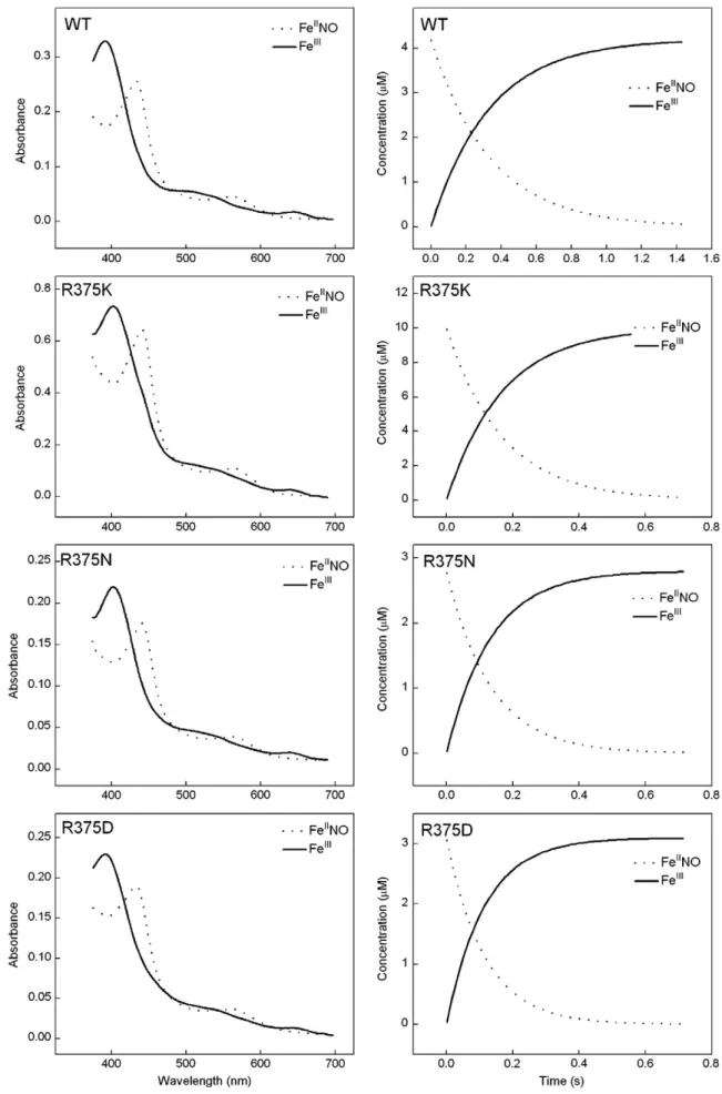 Fig. 5. Spectra and kinetics of iNOSoxy Fe II NO oxidation reactions. Anaerobic ferrous iNOSoxy proteins in the presence of Arg (10 mM) and H 4 B (400 μM) were titrated by small amounts of anaerobic NO-saturated buffer to form the ferrous NO complex, which