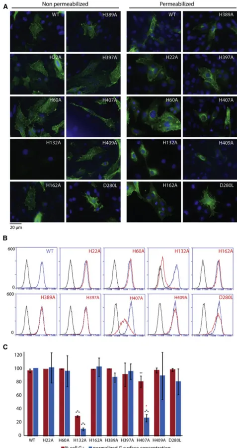 Figure 2. Expression and Transport of Mutated G in BSR and HEK293T Cells (A) Expression and subcellular localization of G proteins in BSR cells