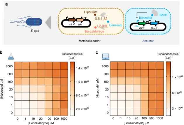 Fig. 2 Whole-cell metabolic adder of hippurate and benzaldehyde. a Hippurate and benzaldehyde transducers are combined to build a metabolic adder producing a common output, benzoate, which is reported through the benzoate actuator