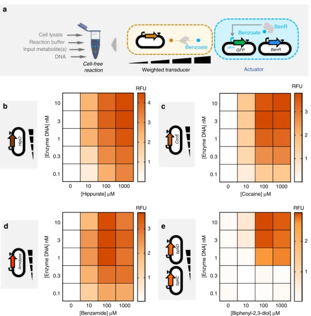 Fig. 4 Cell-free weighted transducers characterized by varying the concentration of the enzyme DNA
