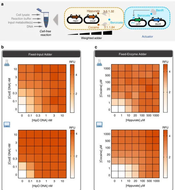 Fig. 5 Multiple transducers are combined to shape an adder while weighting inputs or enzymes