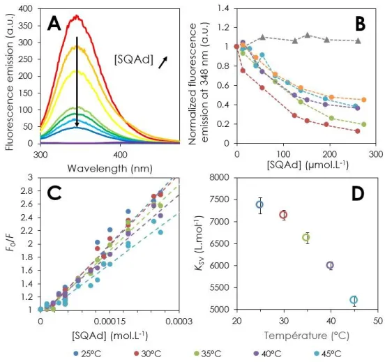 Figure  6:  Characterization  of  BSA-SQAd  interaction  through  fluorescence  quenching  experiments