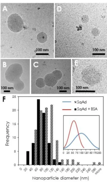 Figure  4:  Cryogenic  transmission  electron  microscopy  characterization  of  SQAd  nanoparticles