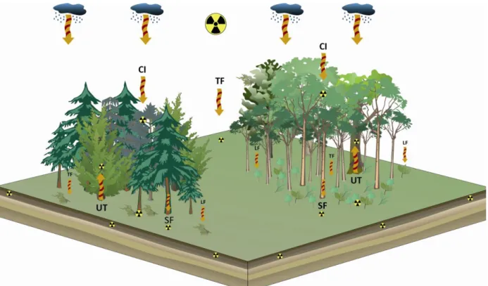 Figure 5. An illustration of the major radiocesium transfer pathways in forested (coniferous – to the  left  –  and  deciduous  –  to  the  right)  landscapes