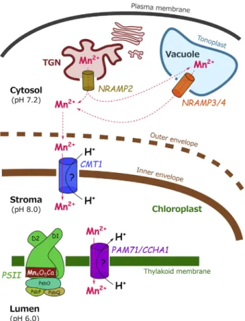 Figure 1. The Transport Pathway to Supply Manganese to the Oxygen Evolving Complex of Photosystem II