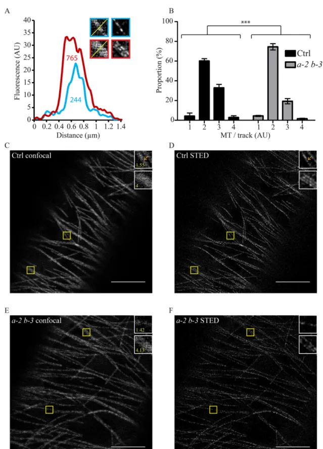 Fig. 2. Bundling is impaired in eb1a-2 eb1b-3 double mutant. (A) The graph shows that the number of MTs within a fluorescence track is proportional to the area under the plot profile [values indicated under the curves in arbitrary unit (AU)]