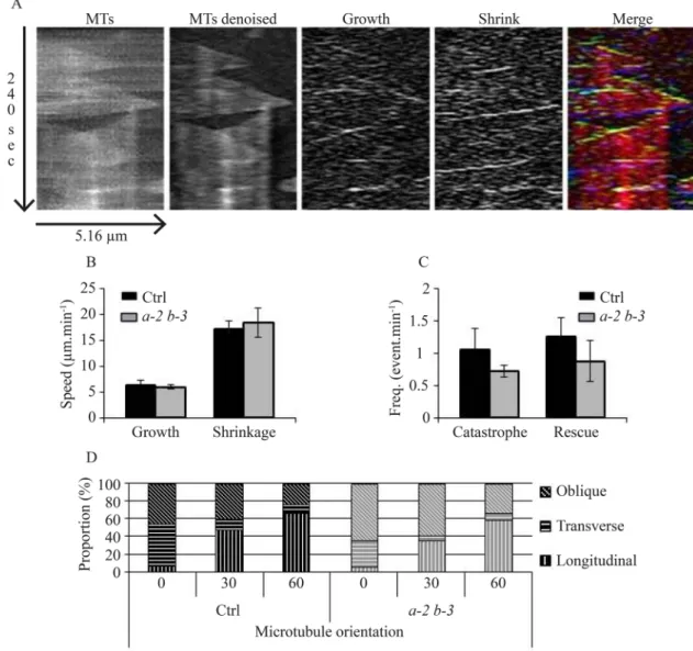 Fig. 3. The microtubule dynamic instability is not affected in eb1a-2 eb1b-3 double mutant