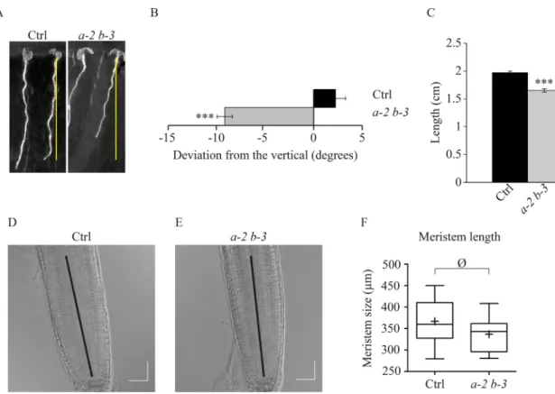 Fig. 4. eb1a-2 eb1b-3 double-mutant plants display skewed and shorter roots. (A) Typical pictures illustrating root skewing and root length for control and eb1a-2 eb1b-3 double-mutant plants (both expressing 35S::GFP:TuA6)