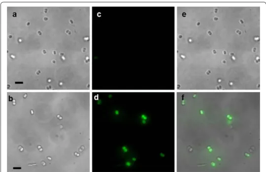 Fig. 4  Light transmission images of a control cells and b D. radiodurans loaded with PtNPs during 12 h