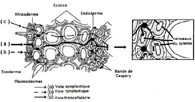 Figure 7 :  Trajet de l‘eau dans les racines : a) voie apoplasmique, b) voie symplasmique, c)  voie transcellulaire de vacuole à vacuole