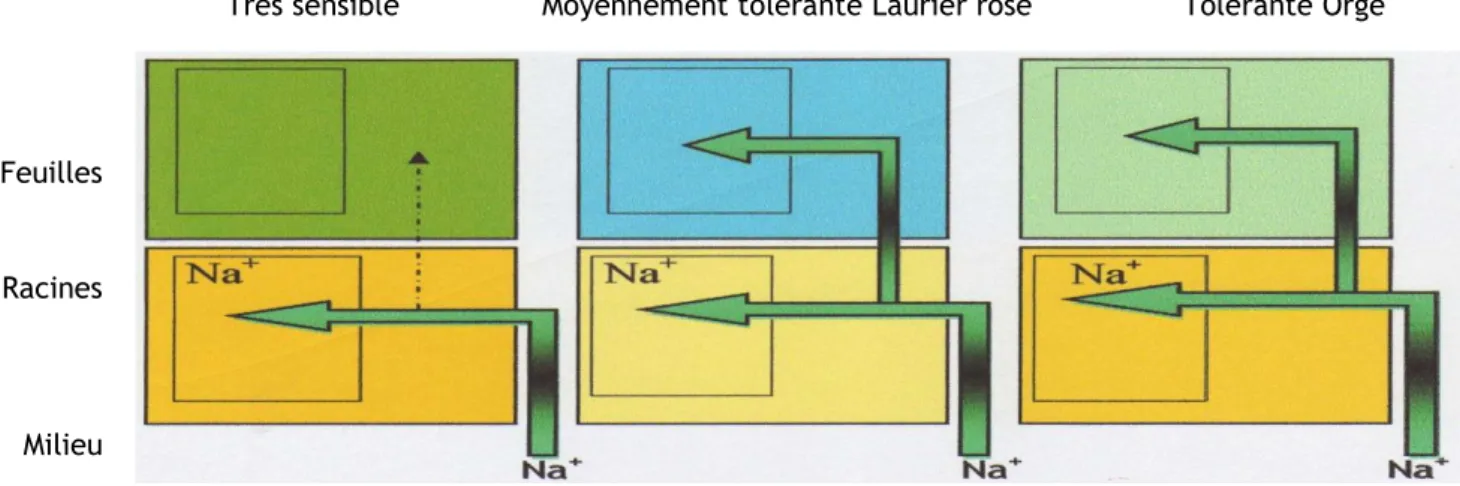 Figure 8: Transport et accumulation de Na⁺ chez une plante sensibles (haricot),  moyennement tolérante laurier rose et tolérante Orge (HAJJI et al., 1999)