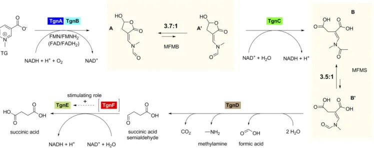 Fig. 6. TG degradation pathway in ADP1. TgnA and TgnB, two-component TG oxygenase; TgnC, MFMB dehydrogenase; TgnD, MFMS hydrolase; TgnE, SSA dehydrogenase; TgnF, SSA dehydrogenase-stimulating protein