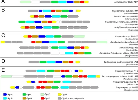 Fig. 7. Illustration of the taxonomic diversity of homologous predicted TG-degradation gene clusters