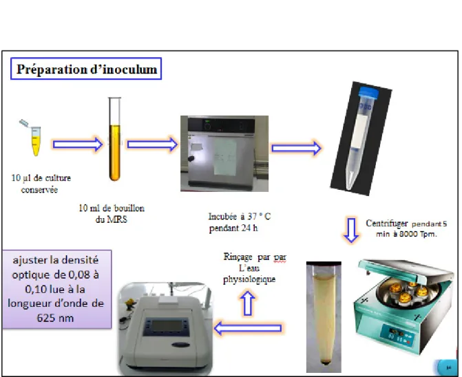 Figure 7 : préparation d’inoculum 
