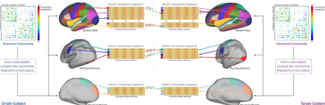 Fig. 1: From the cortico-cortical structural connectivity matrix of a subject, we can estimate the connectivity fingerprints of each parcel in three different types of parcellations