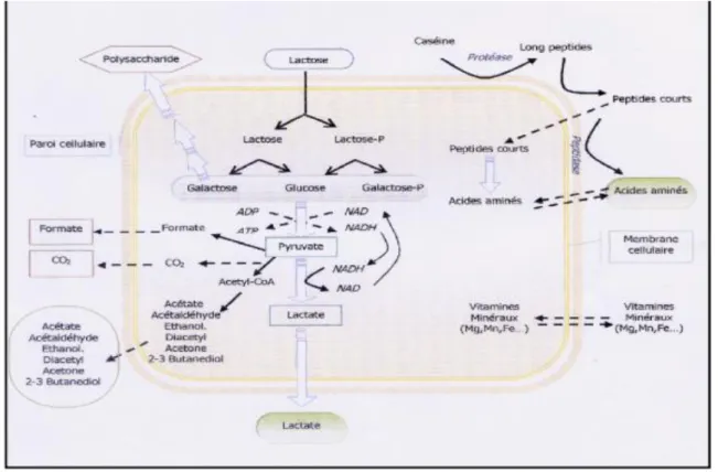 Figure 2 : les principales voies métaboliques chez les bactéries lactiques. (Cathy et Coste,  2014)