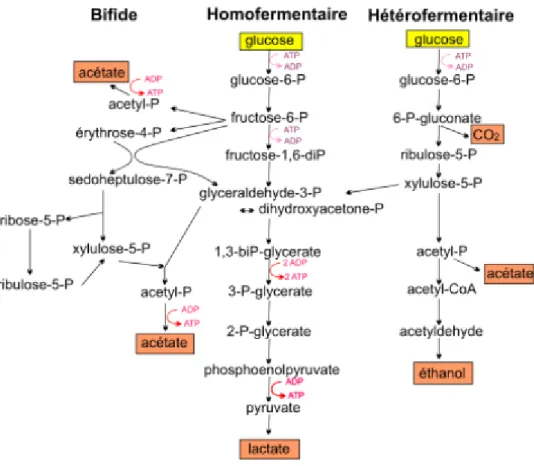 Figure 03 : voies métaboliques homofermentaire, hétéro fermentaire et bifide  de la  dégradation  du glucose (Drider et al, 2009)