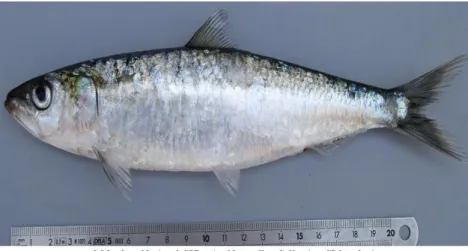 Figure 05 : Morphologie générale de la sardine, Sardina pilchardus (Walbaum, 1792)  La sardine est une espèce pélagique grégaire dont la répartition est conditionnée surtout par la  température  et  notamment  par  la  richesse  en  plancton  et  l‟hydrolo