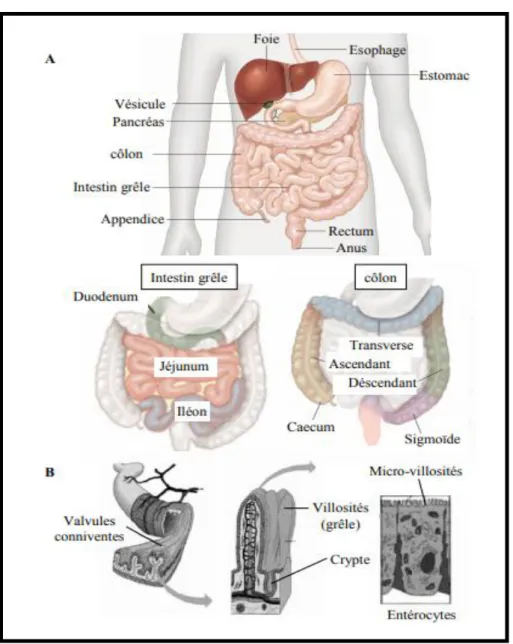 Figure  07:  Anatomie  du  tube  digestif  humain.  A/  L’intestin  est  divisé  en  deux  parties,  l’intestin grêle et  le côlon