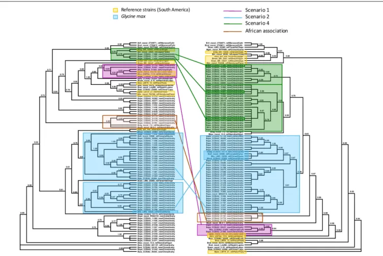 FIGURE 3 | Maximum Likelihood trees of the concatenated sequences of 16S region and the housekeeping genes recA, dnaK, glnII on the left, labeled “Species Tree”, and on the right, of the symbiotic nifH gene