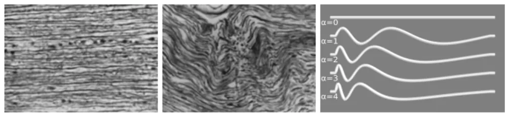 Fig. 1. From left to right: elongated and compressed WM tissue, reproduced with permission from [5]; straight/undulated axonal models for different tortuosity rates α.