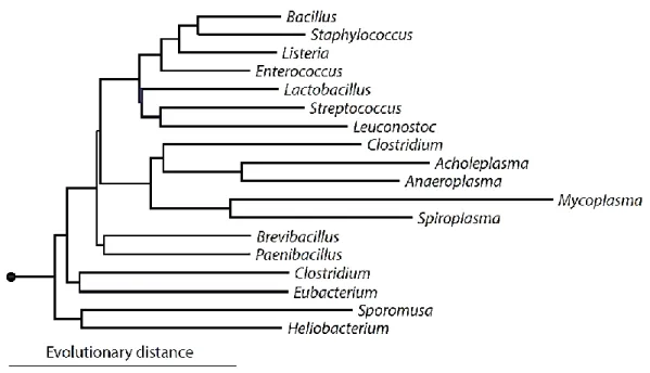 Figure 1 : Arbre phylogénétique des membres représentatifs des Firmicutes (Brown, 2015)