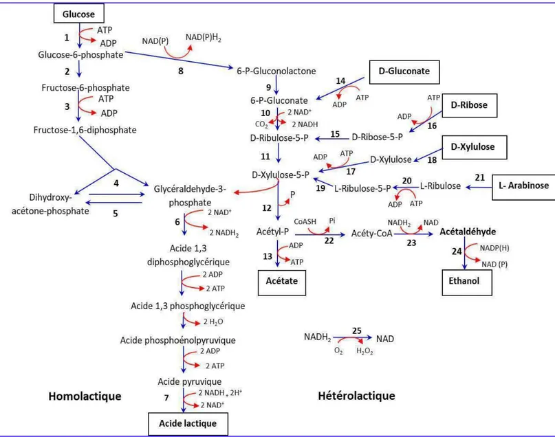 Figure 3 : Vue d'ensemble de la fermentation des sucres chez  les bactéries lactiques (D’après  Posthuma, 2001).