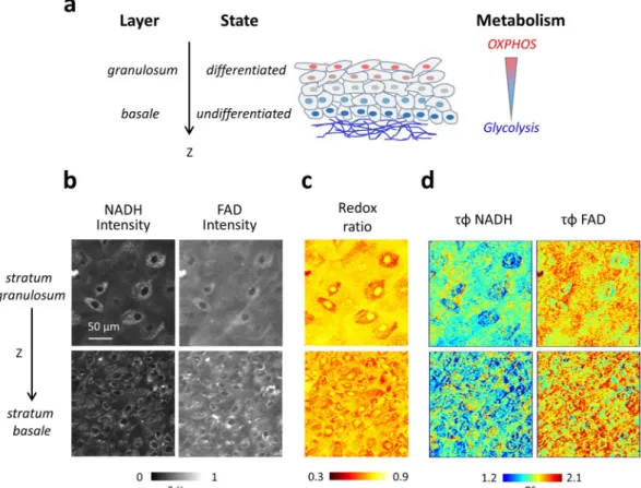 Figure 2.  Simultaneous multiphoton FLIM imaging of NADH and FAD reveals a metabolic gradient in redox  ratio and lifetime in reconstructed human skin associated with cell differentiation (a) Three-dimensional  scheme of reconstructed human skin