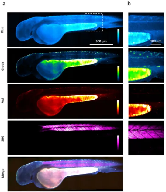Figure 5 and video 3 show a zebrafish embryo at 48 hours post fertilization imaged using simultaneous trichro- trichro-matic 2PEF and SHG signals
