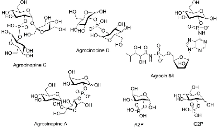 Figure 1. Structures of D-glucose-2-phosphate (G2P), its esters agrocinopines C and D, its amide agrocin  84, and D-arabinose-2-phosphate (A2P) and its ester agrocinopine A