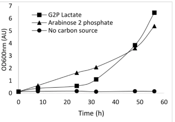 Figure  2:  G2LP  is  used  as  a carbon  source. OD  monitoring  (600  nm)  of  cultures  in  presence  of  G2LP (black squares) L-arabinose-2-phosphate (black triangles) as a carbon source and in absence  of any carbon source (black circles) in AB minimu