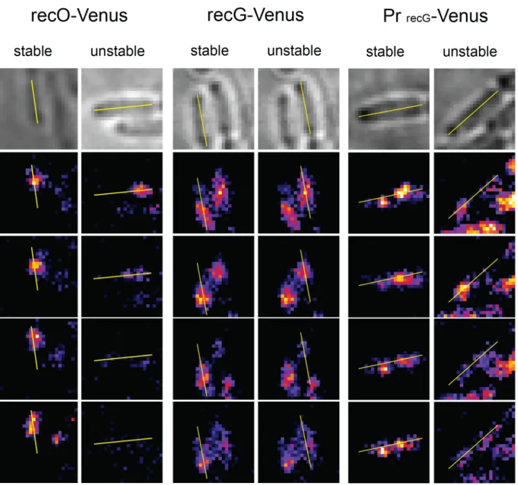 Fig 3. Examples of stable and unstable RecO-Venus and RecG-Venus foci, and of stable and unstable foci in cells that express Venus from the recG promoter