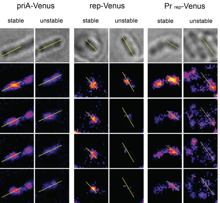 Fig 4. Examples of stable and unstable PriA-Venus and Rep-Venus foci, and of stable and unstable foci observed in cells that express Venus from the rep promoter