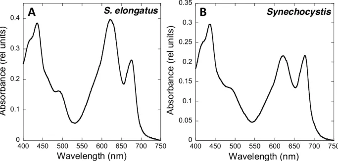 Figure  1.  Absorption  spectra  of  S.  elongatus  (A)  and  Synechocystis  (B)  cells
