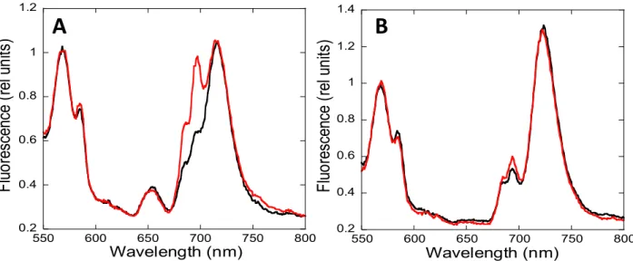Figure 3. 77 K fluorescence emission spectra of WT S. elongatus (A) and Synechocystis (B) cells using  Rhodamine B as an internal standard
