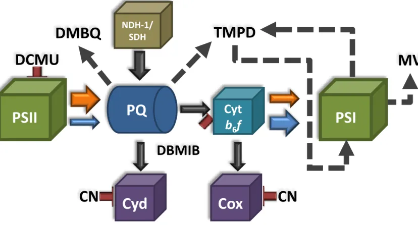 Figure 6. Schematic model of the effects of different chemicals on the intersystem electron transport chain in cyanobacteria