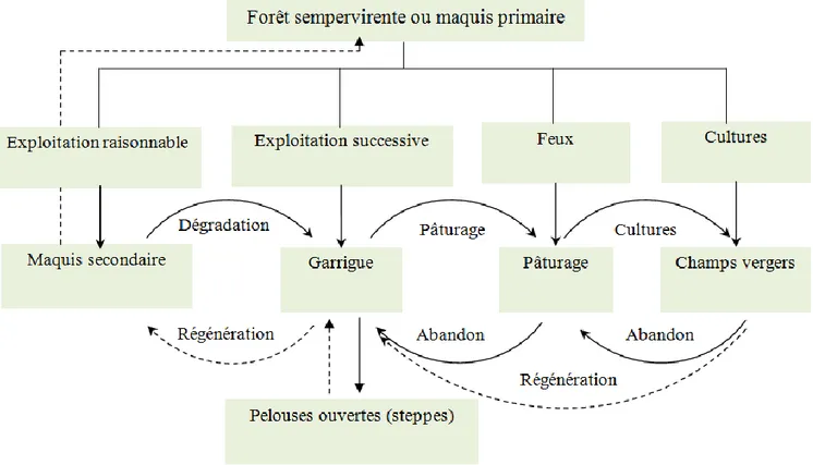 Figure 4. Etapes de la dynamique des peuplements végétaux soumis à l’action de l’homme en  région méditerranéenne (d’après Polunin et Huxley, 1965 in Ammar Khoudja, 1986)