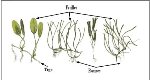 Figure 3 : Morphologie générale des phanérogames marines (d’après Gobert, 2002). 