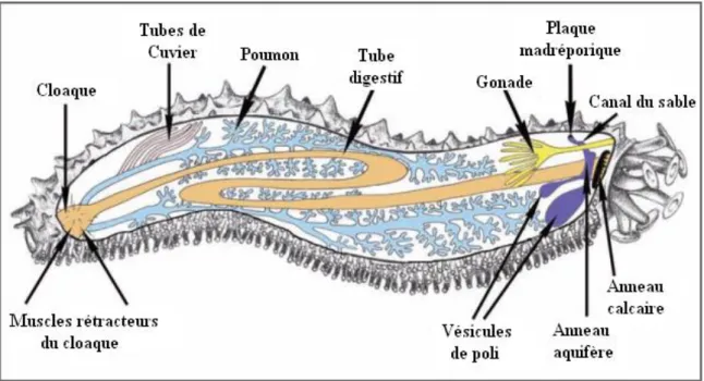 Figure 15 : Anatomie interne d’une holothurie aspidochirote montrant les principaux organes (In : Samyn  et al., 2006)